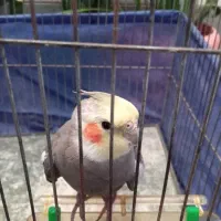 عروس هلندی|پرنده|تربتحیدریه, شهرک ولیعصر|دیوار