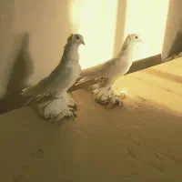 دو جفت کبوتر کاگیلی سفید اویناخ  اهر