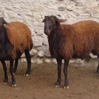 بره  نژاد افشار اصل