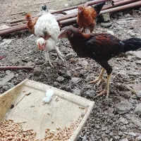 کبوترهای سالم وتخم روان