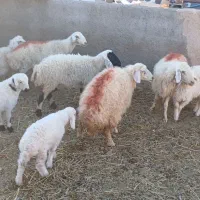 میش بره