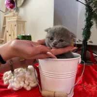 اسکاتیش بریتیش های بلو رنگ