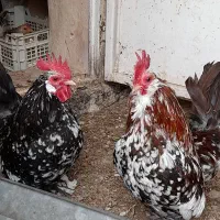 تخم نطفه دار بلژیکی