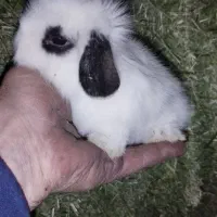 بچه خرگوش لپ هلندی|موش و خرگوش|پاوه, |دیوار