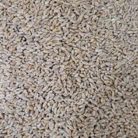 گندم بذری آدورا