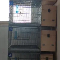 لانه لونه گرینچیک راهب چوب روس