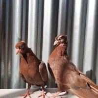 جفت جوجه سرخ ابادانی و جفت زوجه زاغ ابادانی