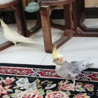 یک جفت عروس هلندی نروماده