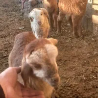 بره|حیوانات مزرعه|مشگین شهر, |دیوار