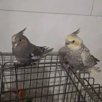 عروس هلندی