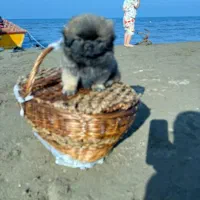 سگ پشمالو کوچولو نازنازی|سگ|گرگان, |دیوار