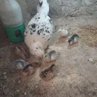 مرغ گلین به همراه جوجه
