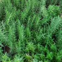 امورباغبانی|خدمات باغبانی و درختکاری|کرمان, |دیوار