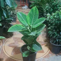 حراج انواع گل فروشی ارش