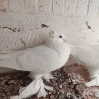 یک جفت کبوتر رواعبی سفید پاک|پرنده|قم, بنیاد|دیوار