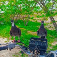 فروش ۲عدد کبوتر دستی