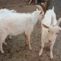 فروش/سه راس/نر/بز سانن/رگ خونی اوین ژن|حیوانات مزرعه|سلطانیه, |دیوار