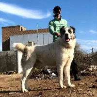 سگ گله ی سگ آلابای اصل فقط هشت نومن