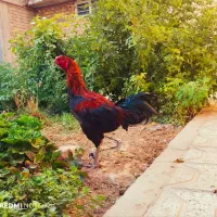 جوجه لاری و خروس لاری اصیل و آینده دار