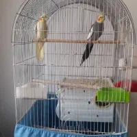 عروس جفت مولدباقفس|پرنده|قم, علی آباد سعدگان|دیوار