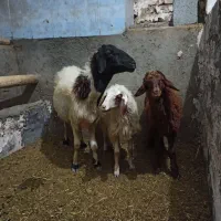 میش وبره|حیوانات مزرعه|بیلوار, |دیوار