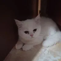 بریتیش اصیل|گربه|تبریز, |دیوار