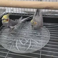 فروش عروس هلندی