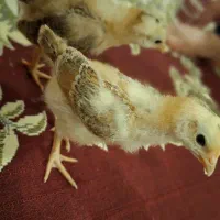 جوجه لاری دورگه