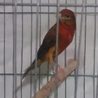 قناری نر و ماده سرخ یکدست اصیل|پرنده|شیراز, وصال|دیوار