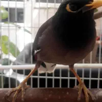مینا ۵ ماه
