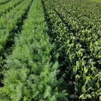 سبزی خورشتی