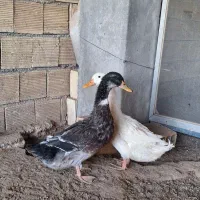 اردک نر و ماده ۸ ماهه بالغ نر و ماده سرحال و سالم