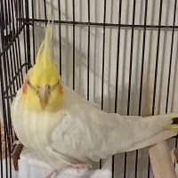 عروس هلندی لوتینو