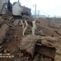 سگ برای گله