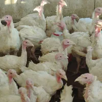 بوقلمون‌بیوتی‌گوشتی(به خاطرعیالم آتیش زدم به مالم)|حیوانات مزرعه|قم, شهرک مهدیه|دیوار