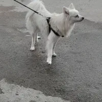 واگذاری|سگ|ارژن, |دیوار