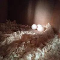 تخم عروس هلندی