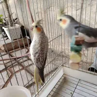 طوطی عروس هلندی|پرنده|محمدیه-قزوین, |دیوار