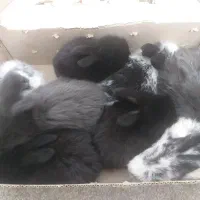 پچه خرگوش لوپ