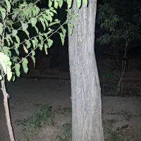 چوب درخت گردو|عمده‌فروشی|قره چای, |دیوار