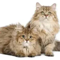 قبول می کنم هر گونه واگذاری گربه نژاد دار رو