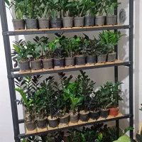 فروش گل طبیعی|گل و گیاه طبیعی|شیروان (خراسان), |دیوار