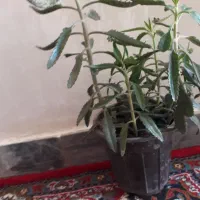 طراوت|گل و گیاه طبیعی|الشتر, |دیوار