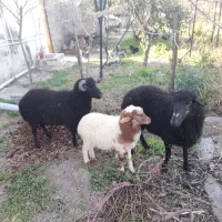 گوسفند حامله ونر جوان