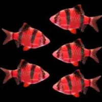 مرکز پخش وفروش ماهی اکواریوم