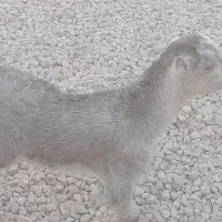 کهره ماده چاق چاق و تپل|حیوانات مزرعه|بندر کنگان, |دیوار