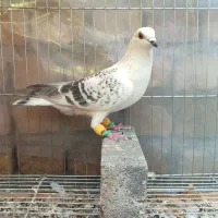 شامی و کرمونی وساده و سوسکی وکله دم سرخ و زرد ماده|پرنده|مشهد, هفده شهریور|دیوار