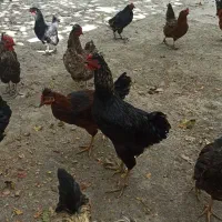 خروس  و مرغ محلی