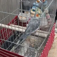 عروس هلندی|پرنده|ری, دولت‌آباد|دیوار