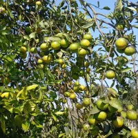 پرتقال محلی